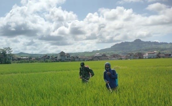 Serka Harko Bantu Petani dalam Penyemprotan Padi