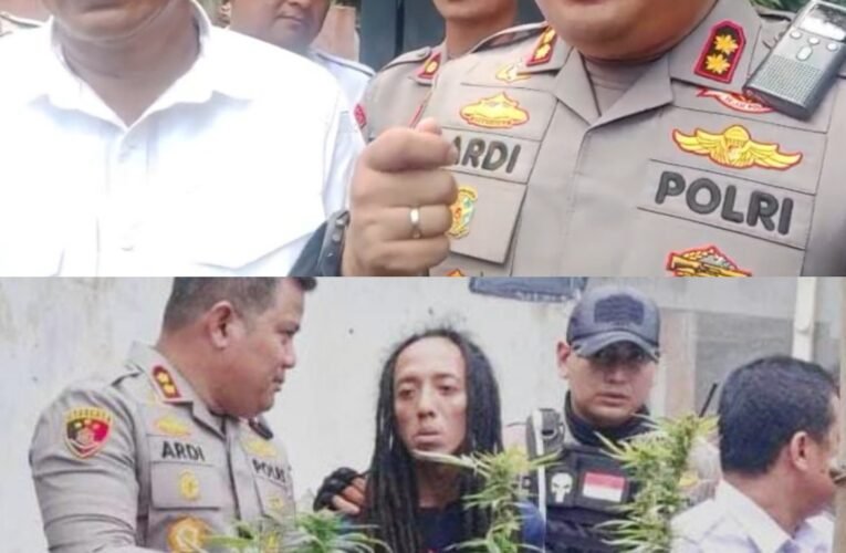 Polres Jombang Grebek Budidaya Ratusan Tanaman Ganja di Desa Mojongapit.
