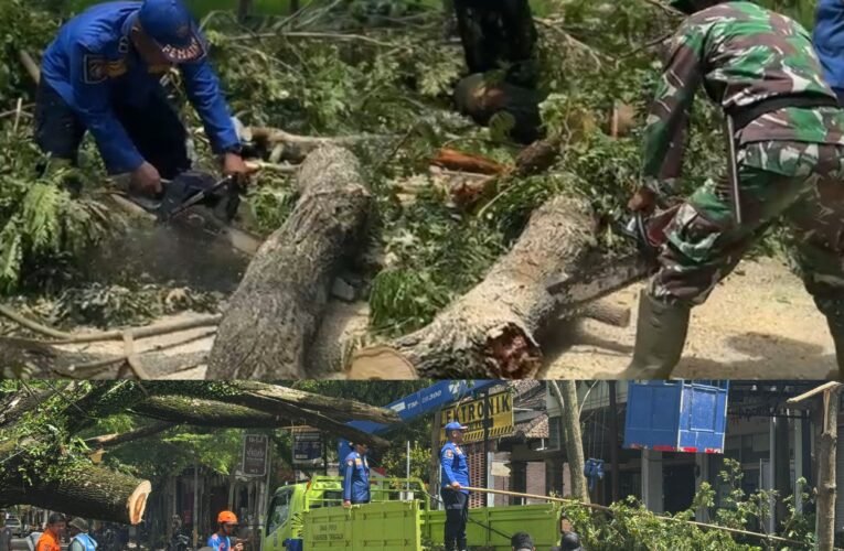 TNI-Polri dan BPBD Evakuasi Pohon Tumbang di Panggul Trenggalek