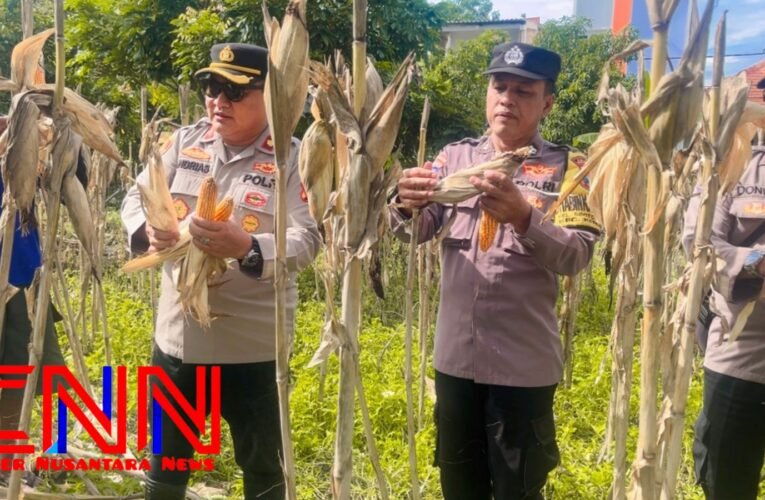 Kapolsek Kenjeran Giat Panen Jagung Pipil/Jawa Sebanyak 1.625 Kg