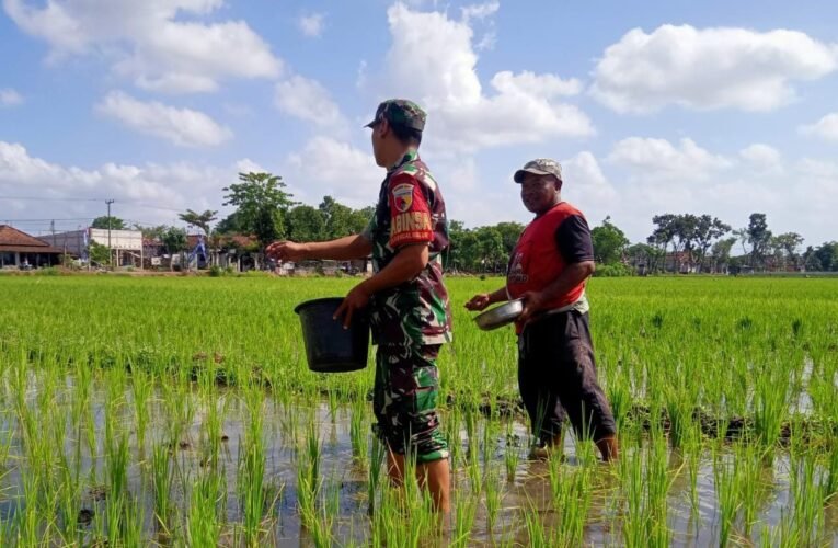 Sukseskan Ketahanan Pangan Nasional, Serma Rony Bantu Petani Tebar Pupuk
