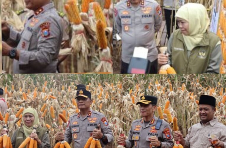 ‎Kapolda Jatim Bersama Gubernur Panen Jagung di Green Farm Banyuwangi Penuhi Target Swasembada Pangan