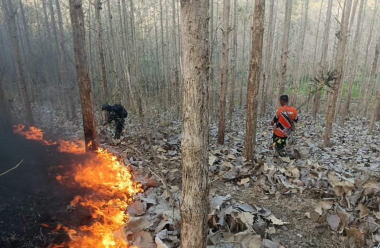 Cegah Kebakaran Meluas, Babinsa dan Perhutani Padamkan Api di Sekitar Hutan Jati Pucangan